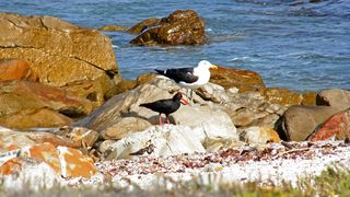 Birdwatching In Cape St FrancisBest Spots And Birds To Look For Read More