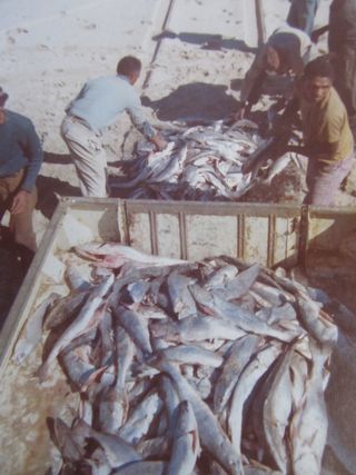 fishing at cape st francis history fishing at cape st francis history