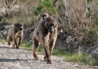 near cape st francis resort baviaanskloof baboon