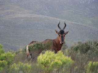 near cape st francis resort baviaanskloof buck