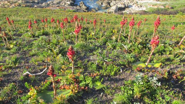 Why-the-flora-of-cape-st-francis-is-so-special